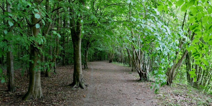 Photo by Ethan Doyle White, licensed under CC-BY-SA 3.0 (https://commons.wikimedia.org/wiki/File:Woodland_Path_at_High_Elms_Country_Park_(3).jpg)